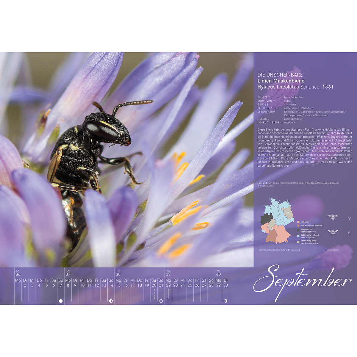 Wildbienenkalender 2025 