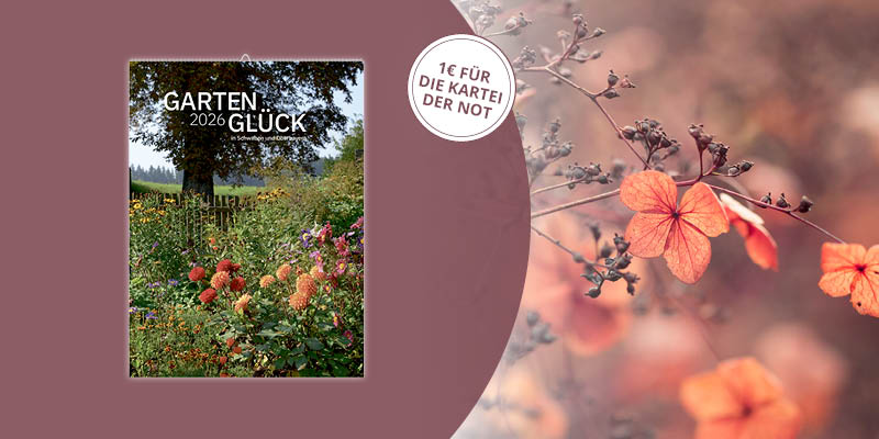 Blatt, Vegetation, Baum, Draußen, Natur