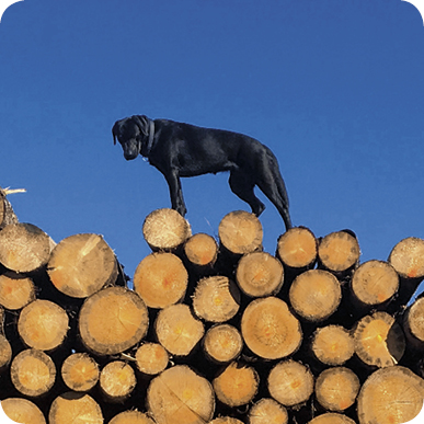 Karte_Labrador9BvvjpUwbnX6v Bild: