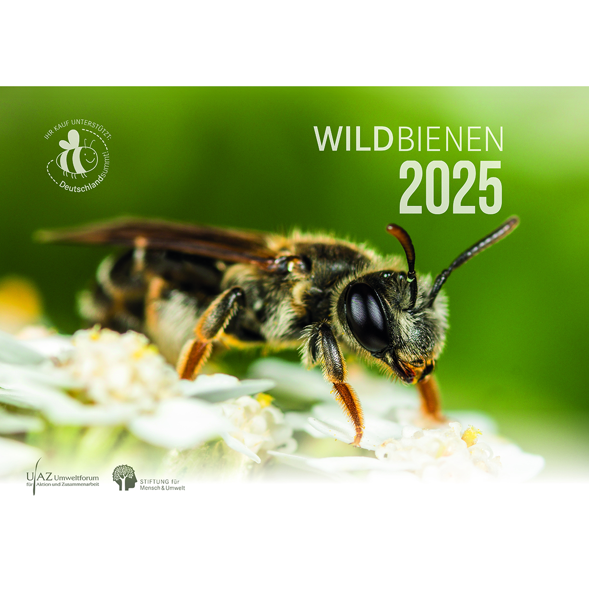 Wildbienenkalender 2025 