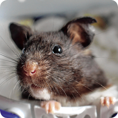 Karte_Hamsterx1dWdszAO9Kya Bild: