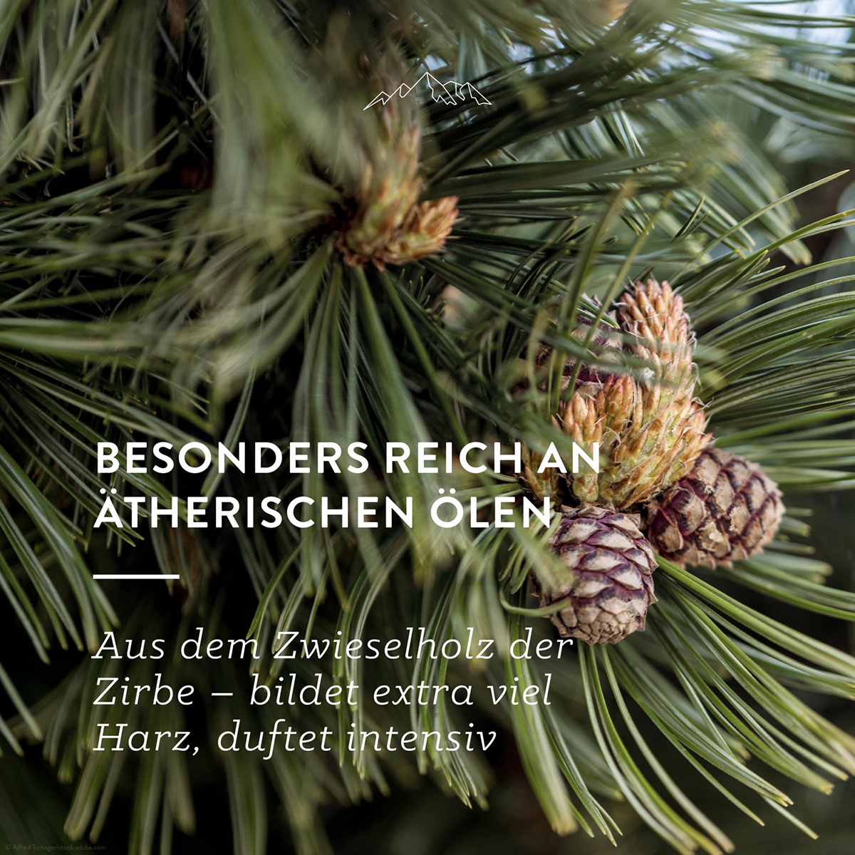 200927_AQ_Amazon_Grafiken_Zirbenkissen5 Bild: