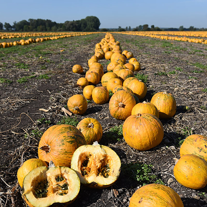 DSC_6916_1200x1200px Bild: