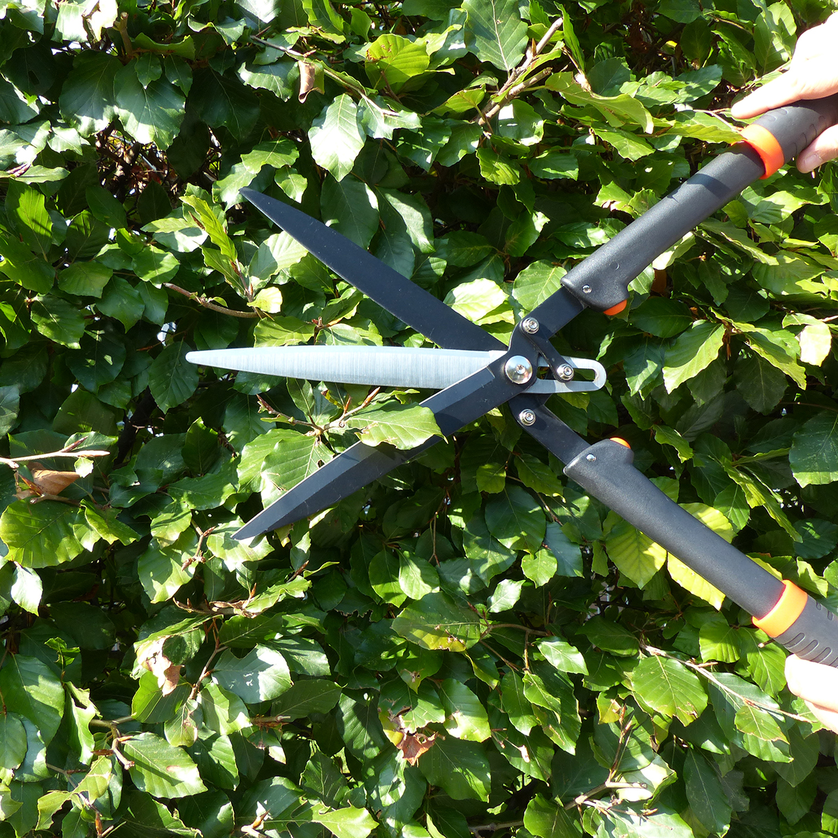 Garten, Klinge, Waffe, Blatt, Schere