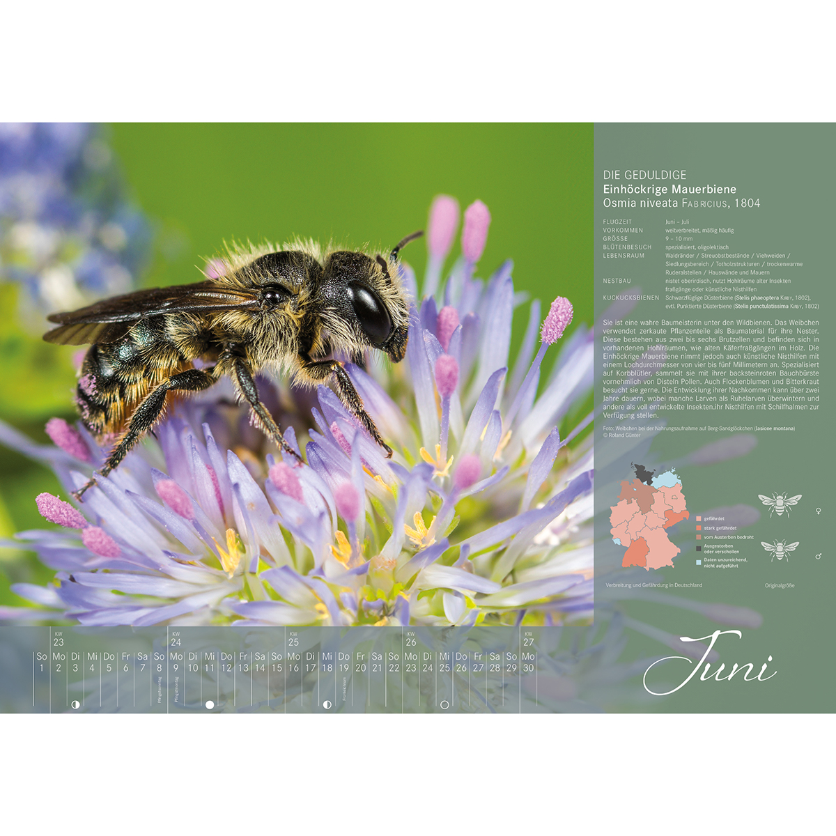 Wildbienenkalender 2025 