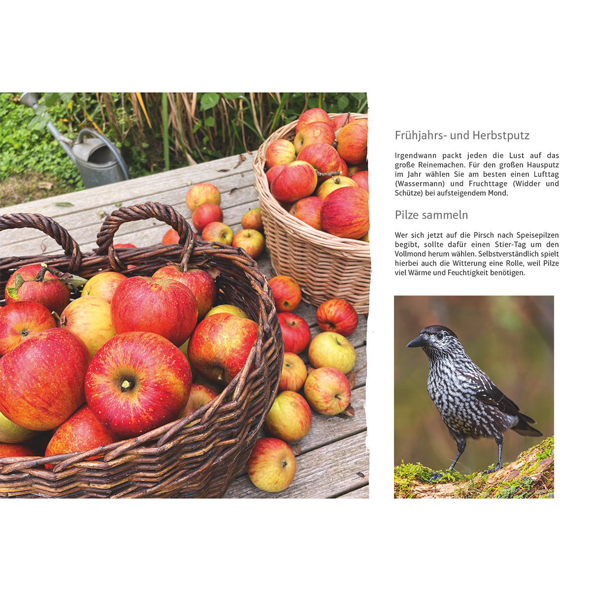 Apple, Obst, Produzieren, Tier, Vogel