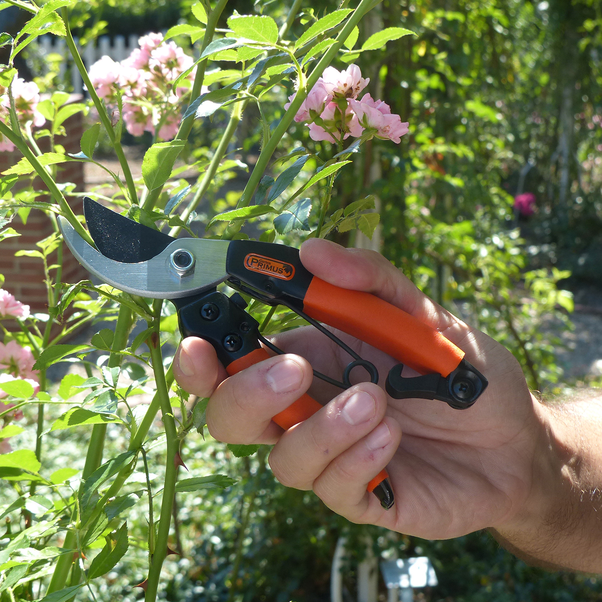 71402_Damen_Garten_Schere_071402_Damen_Garten_Schere_04Wlih2yLJ6rMw0 Bild: