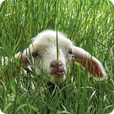 Karte_Schaf9CCkTSNjyEiNV Bild: