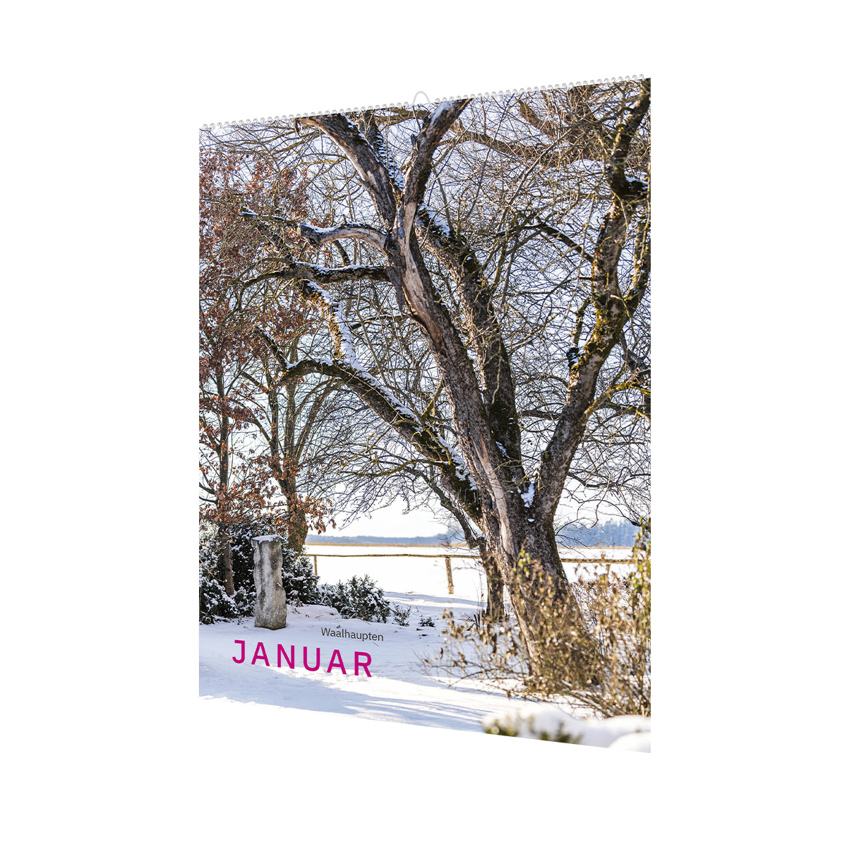 Baum, Baumstamm, Natur, Vegetation, Wald